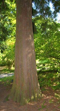 Western Red cedar Tree Trunk