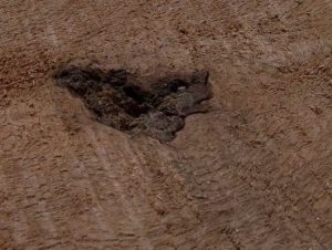 Bark Inclusions are not accepted in NHLA Lumber Grading