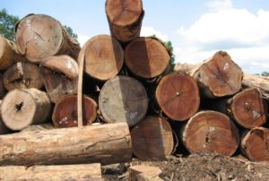 Ipe logs waiting to be milled into lumber