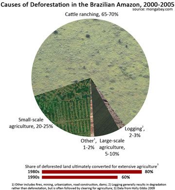 Amazon Deforestation Causes