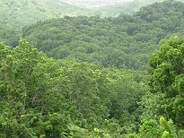 Fiji Mahogany Forest