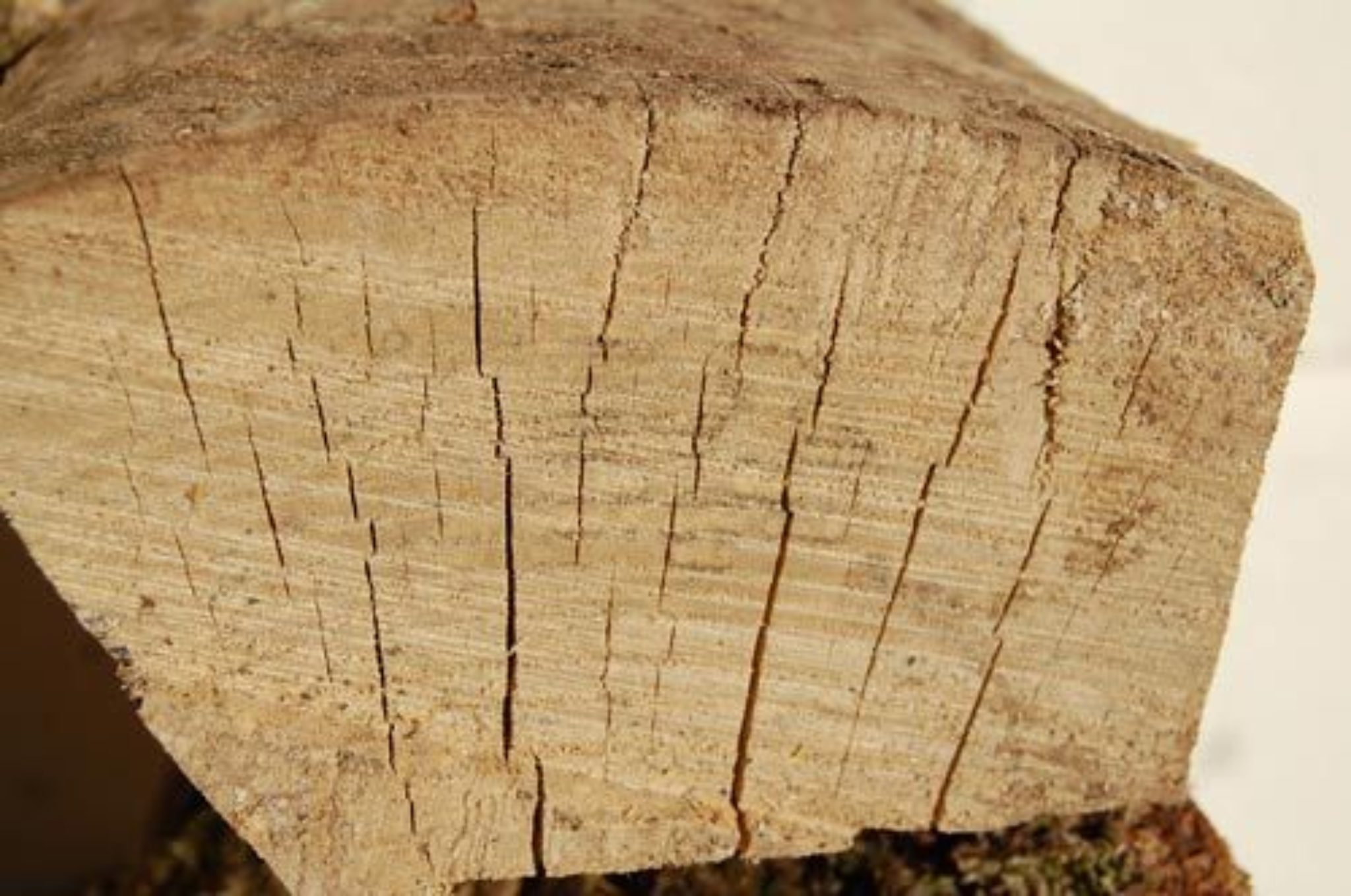 Wood Movement as It Relates to Moisture Content