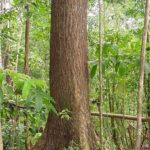 genuine mahogany tree