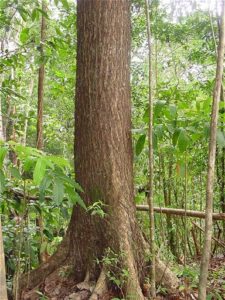 genuine mahogany tree