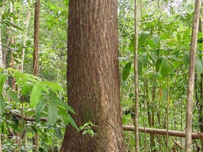 genuine mahogany tree