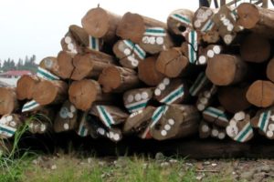 Teak logs at an Asian port