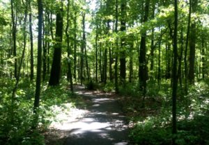 Forest path