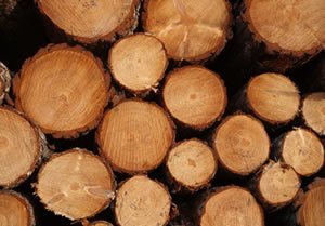 Lumber Production Trends
