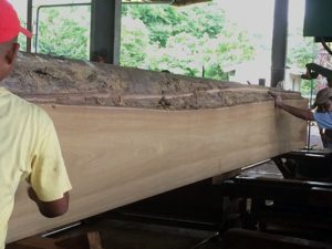 Teak log being sawn